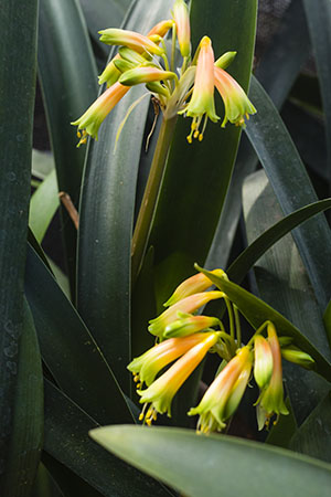 Colorado Clivia's plant number 641B.  Clivia gardenii, Everton Bush