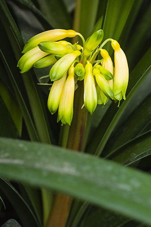 Colorado Clivia's plant number 668F.  Clivia gardenii, Pink 8