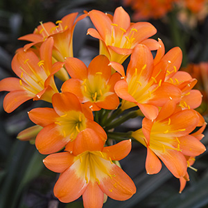 Colorado Clivia's plant number 1205A.  Clivia miniata, BP Bush Pastel Dream