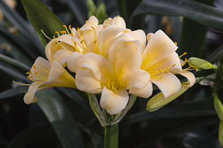 Colorado Clivia's plant number 1220A.  Clivia miniata, Peach Flamingo x Dream Peach