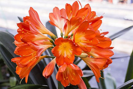 Colorado Clivia's plant number 1910A.  Clivia miniata, Ghost MP x My Fair Lady MP