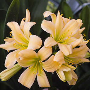 Colorado Clivia's plant number 1926D.  Clivia miniata, Green Peach x Green G1