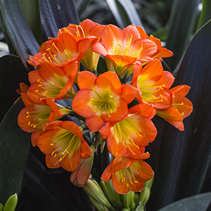 Colorado Clivia's plant number 2219A.  Clivia miniata, Ndwedwe Green Velvet x Bronze Coin