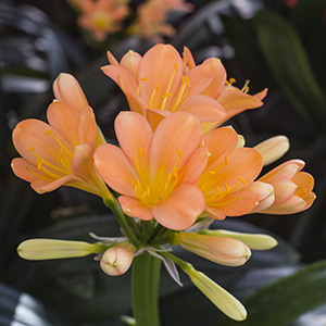 Colorado Clivia's plant number 2365D.  Clivia miniata, Julia D