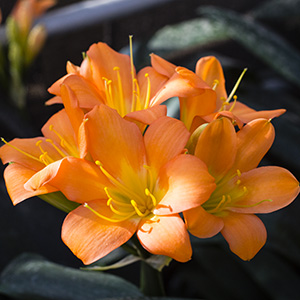 Colorado Clivia's plant number 2460A.  Clivia miniata, Chubb's 2nd Chance x GT Peach