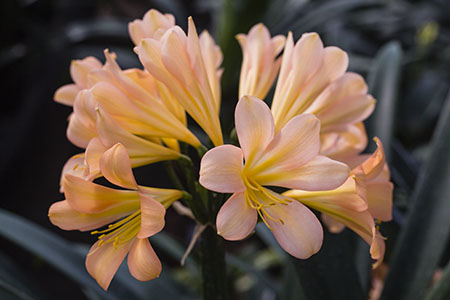 Colorado Clivia's plant number 2629A.  Clivia miniata, (Red 01 x Red 05) x Pretty Pink