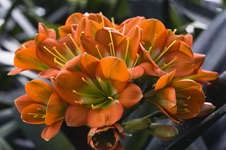 Colorado Clivia's plant number 587J.  Clivia miniata, (Berties Bronze x Red Green Girl) x Berties Bronze