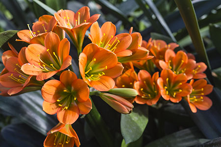 Colorado Clivia's plant number 737M.  Clivia miniata, Bronze Green Throat x Pretoria Green