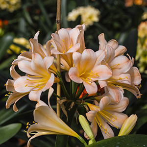 Colorado Clivia's plant number 893A.  Clivia miniata, Charlette x Pat's Pink