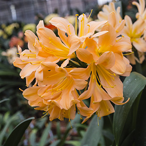 Colorado Clivia plant number 1069D.  Clivia miniata, Chubb Peach Skinny Girl.