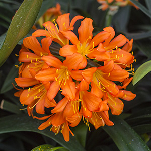 Colorado Clivia plant number 1187A.  Clivia miniata, Chubb Peach x Cameron Peach ex CV.
