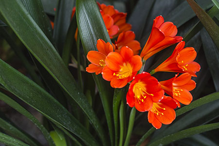 Colorado Clivia plant number 1270B.  Clivia miniata, Bing Wiese Dark Red x Grobler Dark Red.