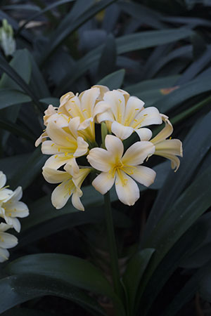 Colorado Clivia plant number 1368A.  Clivia miniata, Lotter Peach 3 x Sky Chase.