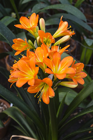Colorado Clivia plant number 1382B.  Clivia miniata, Angelic Green x Green Giant.