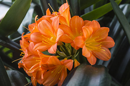 Colorado Clivia plant number 1956A.  Clivia miniata, Alick
