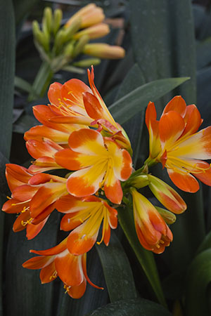 Colorado Clivia plant number 2003B.  Clivia miniata, Sabrine Delphine x Tony Barnes Best Red.