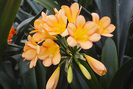Colorado Clivia plant number 2064A.  Clivia miniata, Marilyn