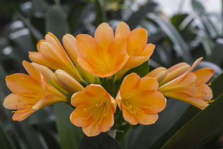 Colorado Clivia plant number 2108B.  Clivia miniata, Peach Glow.