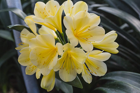 Colorado Clivia plant number 2131A.  Clivia miniata, Bill Morris Sky Chase x Deep Yellow Daruma.
