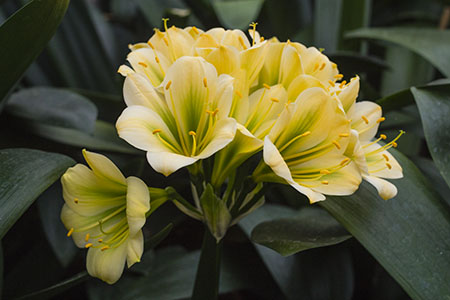 Colorado Clivia plant number 2163A.  Clivia miniata, TK Green Throat x Hirao.