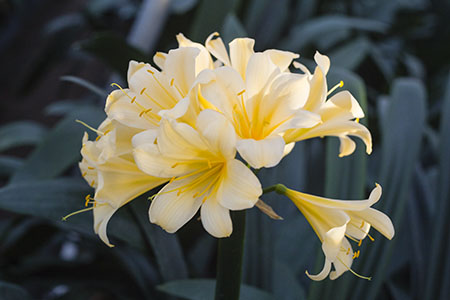 Colorado Clivia plant number 2180A.  Clivia miniata, Natal Yellow x TK Original Yellow.