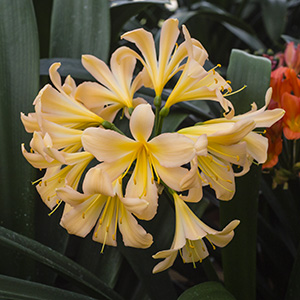 Colorado Clivia plant number 2188A.  Clivia miniata, Cynthia Peach x Vico Yellow.