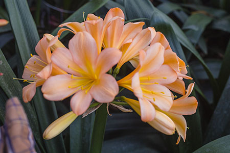 Colorado Clivia plant number 2192B.  Clivia miniata, Lauren.