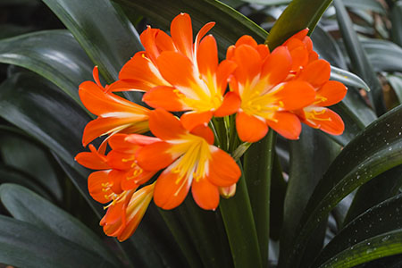 Colorado Clivia plant number 2198B.  Clivia miniata, Starburst 1 x Red Broadleaf.
