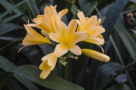 Colorado Clivia plant number 2235A.  Clivia miniata, Tickled Peach x Appoline.