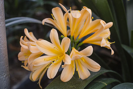 Colorado Clivia plant number 2238A.  Clivia miniata, Tickled Peach x Appoline.