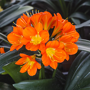 Colorado Clivia plant number 2266C.  Clivia miniata, (Nakamura Best Red x Vico Yellow Original) x Red Queen.