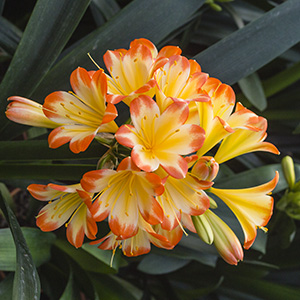 Colorado Clivia plant number 2274A.  Clivia miniata, Autumn Blush x Chiffon Daughter.