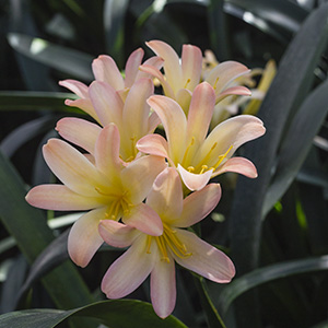 Colorado Clivia plant number 2286B.  Clivia miniata, Appleblossom Q6 x Q4.