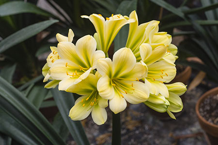 Colorado Clivia plant number 2307B.  Clivia miniata, Koike 3503 x Koike 3508.