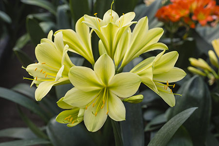 Colorado Clivia plant number 2331B.  Clivia miniata, Hirao x Charls Green.