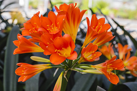 Colorado Clivia plant number 2360B.  Clivia miniata, Floradale Apricot x Pink Lipstick.