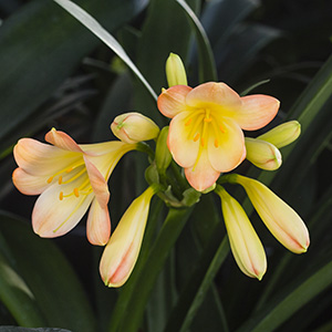 Colorado Clivia plant number 2389C.  Clivia miniata, Emma Leslie x sibling.