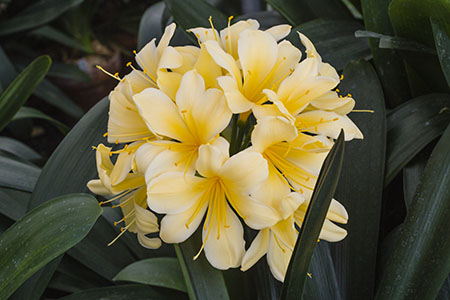 Colorado Clivia plant number 2488A.  Clivia miniata, Giant Yellow x Kiss of the Angel.