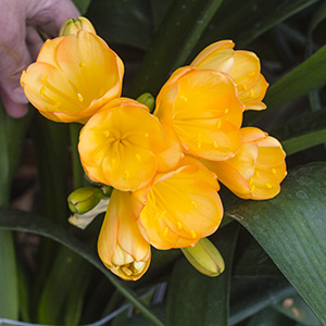 Colorado Clivia plant number 2496A.  Clivia miniata, Japanese Daruma Yellow x HDY Best 5 Star.