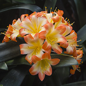 Colorado Clivia plant number 2514A.  Clivia miniata, Playboy x Magnum.