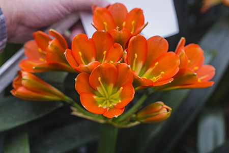 Colorado Clivia plant number 2523B.  Clivia miniata, Ella Van Zyl x Sunrise Sunset.