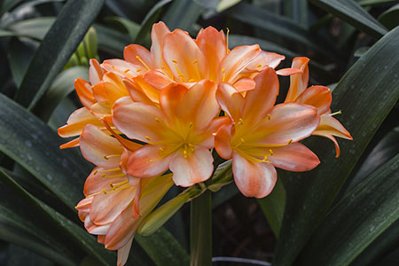 Colorado Clivia plant number 2529A.  Clivia miniata, Best Ghost 3 x Aura.