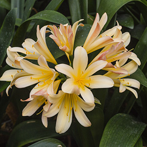 Colorado Clivia plant number 2541B.  Clivia miniata, Andrew Gibson x Chubb Super Splash.