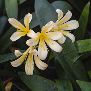 Colorado Clivia plant number 2542A.  Clivia miniata, Andrew Gibson x Chubb Super Splash.