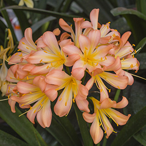 Colorado Clivia plant number 2550B.  Clivia miniata, Rudo Lotter Best Pink 1 x Best Pink 2.