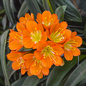 Colorado Clivia plant number 2554B.  Clivia miniata, Ghost Elroy x Two Tone Peach.