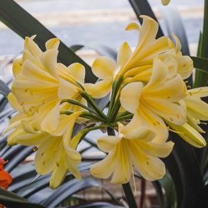 Colorado Clivia plant number 2566A.  Clivia miniata, Meyers Peach x Cameron Peach.
