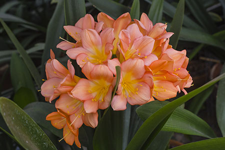 Colorado Clivia plant number 2568B.  Clivia miniata, Bill Morris Pink Pastel.