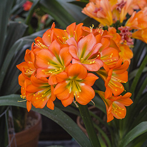 Colorado Clivia plant number 2603B.  Clivia miniata, Green Throat Peach x Chubbs 2nd Chance.