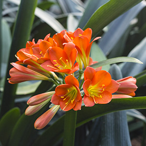 Colorado Clivia plant number 2624A.  Clivia miniata, Not Holmes Red x Pretty Pink.